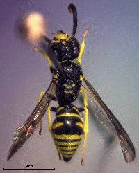Image of Ancistrocerus lineativentris