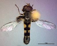Syritta pipiens image