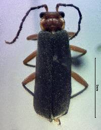 Podabrus pruinosus image