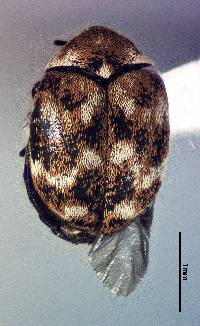 Anthrenus verbasci image