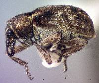 Stenopelmus rufinasus image