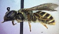 Halictus tripartitus image
