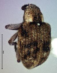Stenopelmus rufinasus image