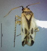 Image of Plagiognathus albatus