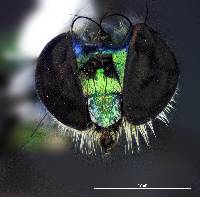 Condylostylus longicornis image