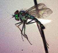 Condylostylus longicornis image