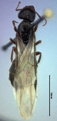 Liometopum occidentale image