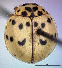 Olla v-nigrum image