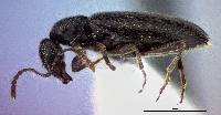 Anthicus punctulatus image