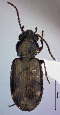 Bembidion impotens image