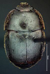 Image of Aethina tumida