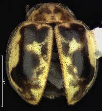 Image of Psyllobora renifer