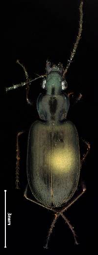 Image of Agonum decorum