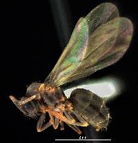 Liometopum occidentale image