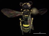Image of Cerceris convergens