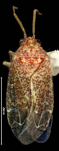 Image of Ceratopsallus pantherinus