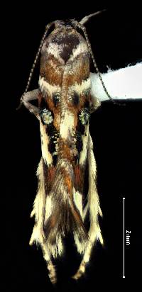 Image of Aristotelia elegantella