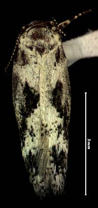 Image of Agnippe laudatella