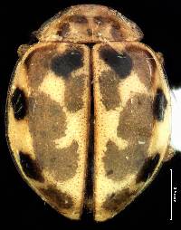 Image of Psyllobora vigintimaculata