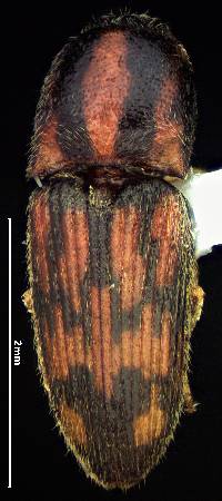 Image of Conoderus bellus