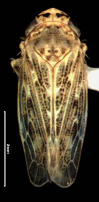 Image of Euscelidius variegatus
