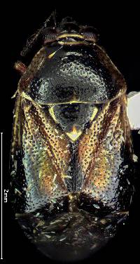 Image of Deraeocoris nebulosus