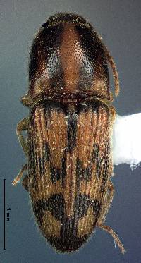 Conoderus bellus image