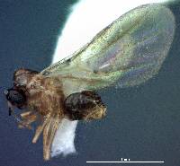 Brachymyrmex patagonicus image