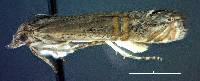 Image of Euchromius ocellea