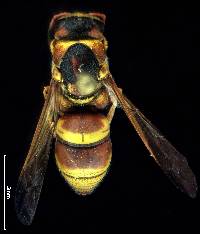 Euodynerus pratensis image