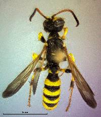 Cerceris sextoides image