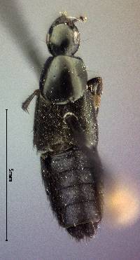 Image of Philonthus cognatus