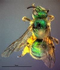 Agapostemon texanus image
