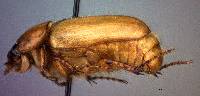 Cyclocephala hirta image