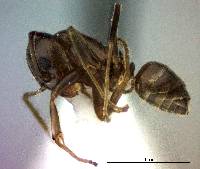 Linepithema humile image