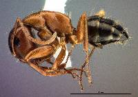Camponotus essigi image