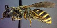 Halictus tripartitus image
