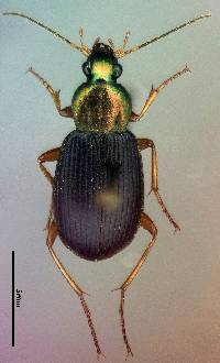 Chlaenius tricolor image
