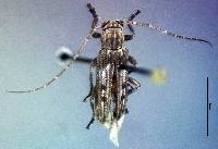 Image of Lypsimena fuscata