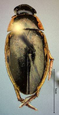Image of Tropisternus lateralis