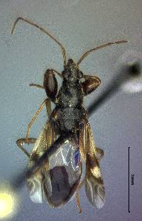 Image of Pseudopamera nitidula