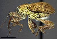 Image of Curculio occidentis