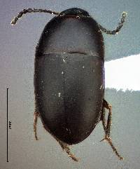 Image of Gondwanocrypticus platensis