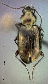 Image of Bembidion indistinctum