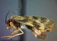 Image of Climacia californica