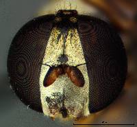 Syritta pipiens image