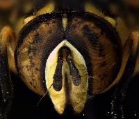 Spilomyia interrupta image
