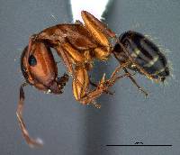 Camponotus essigi image