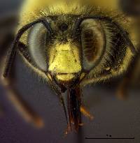 Xylocopa tabaniformis image
