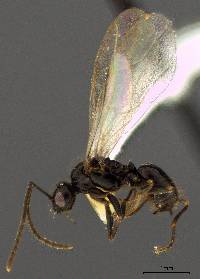 Image of Prenolepis imparis